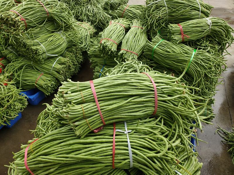 长豆角/豇豆，精品长豆角，长豆角大量上市，产地直供