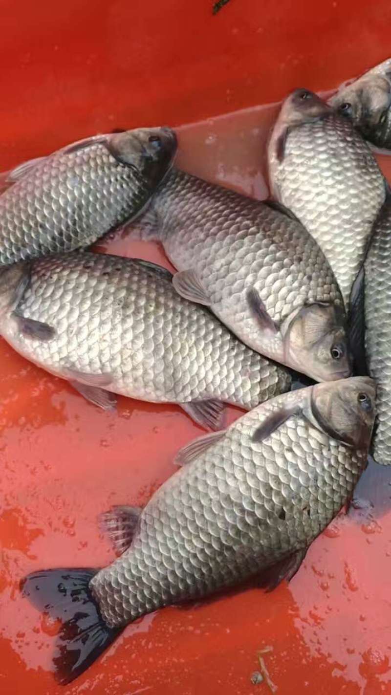 中科5号鲫鱼苗