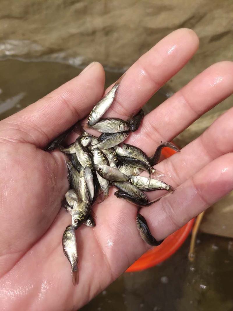中科5号鲫鱼苗