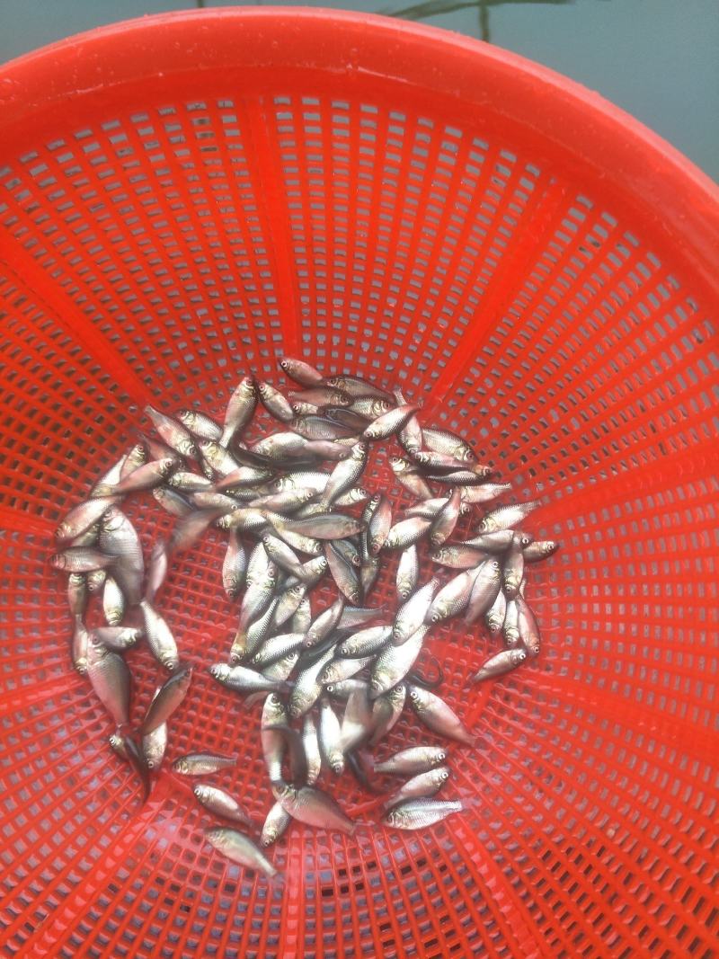 中科5号鲫鱼苗