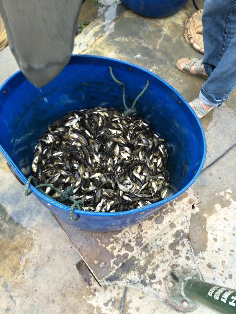 中科5号鲫鱼苗