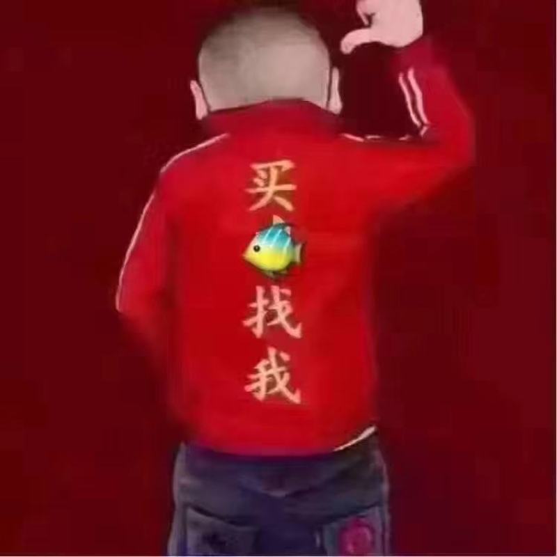 淡水白鲳鱼苗活体苗。抵抗力强，具有生长速度快。