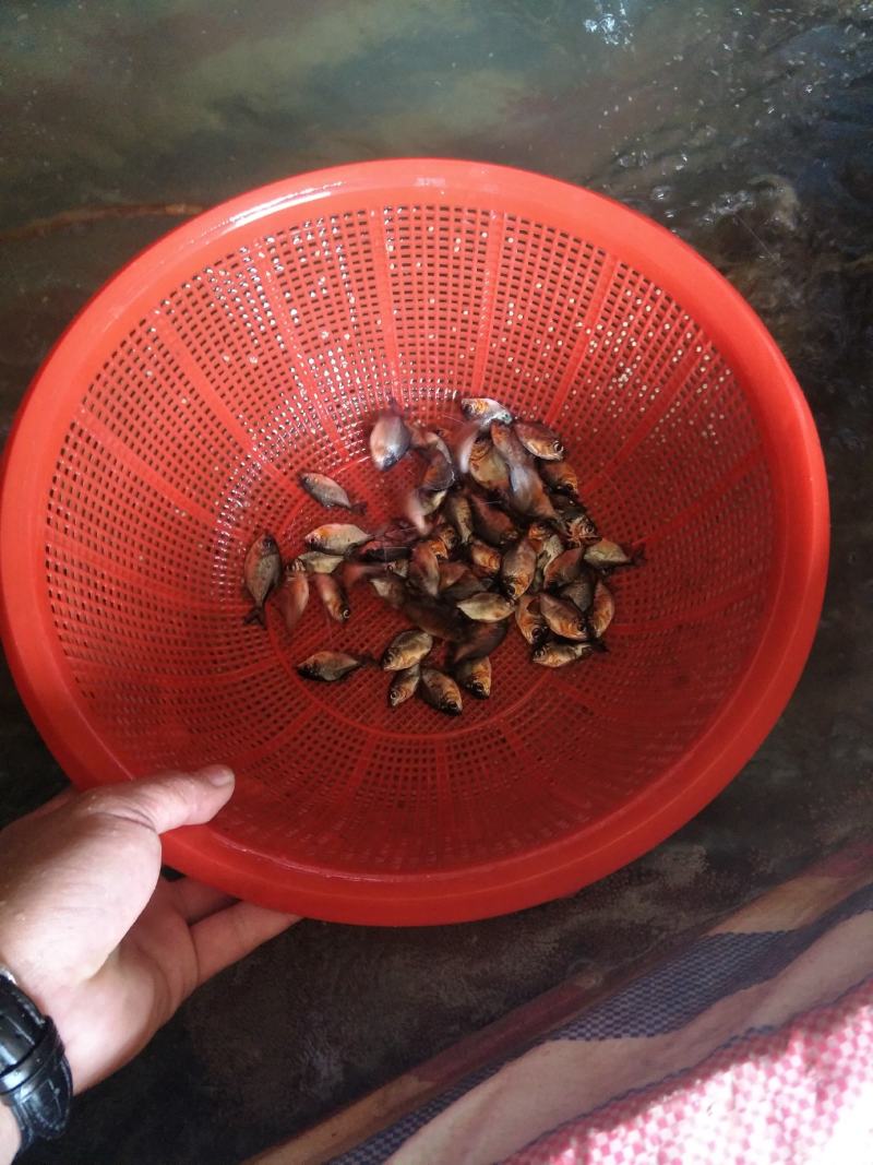 淡水白鲳鱼苗活体苗。抵抗力强，具有生长速度快。