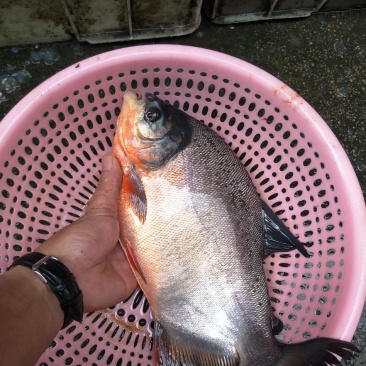 淡水白鲳鱼苗活体苗。抵抗力强，具有生长速度快。