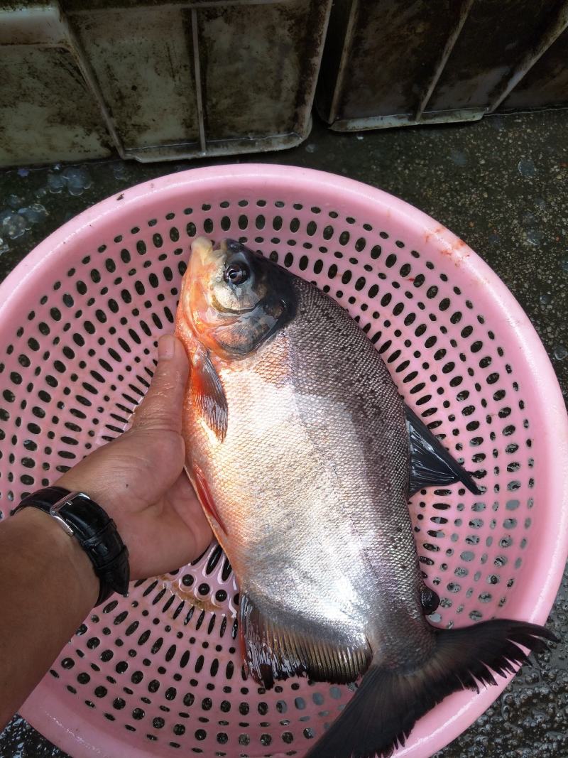 淡水白鲳鱼苗活体苗。抵抗力强，具有生长速度快。