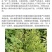 汰腐净汰腐宁魔芋专用叶面肥杀菌剂软腐根腐病魔芋专用农药
