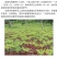 汰腐净汰腐宁魔芋专用叶面肥杀菌剂软腐根腐病魔芋专用农药