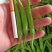 杭椒芜湖椒苏椒山东单县已上市