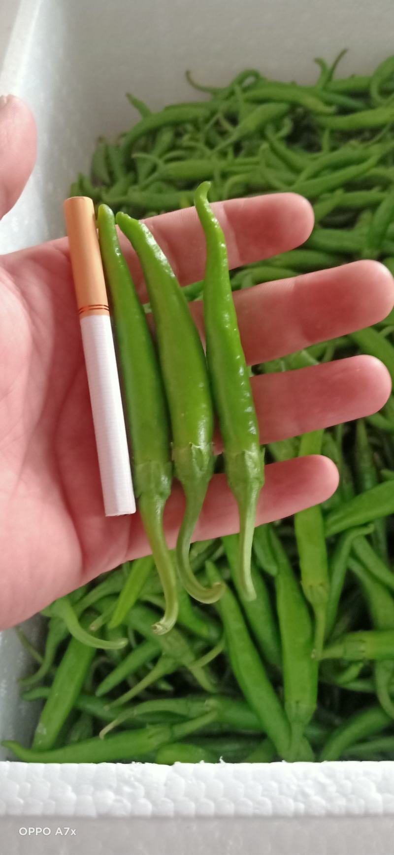 杭椒芜湖椒苏椒山东单县已上市