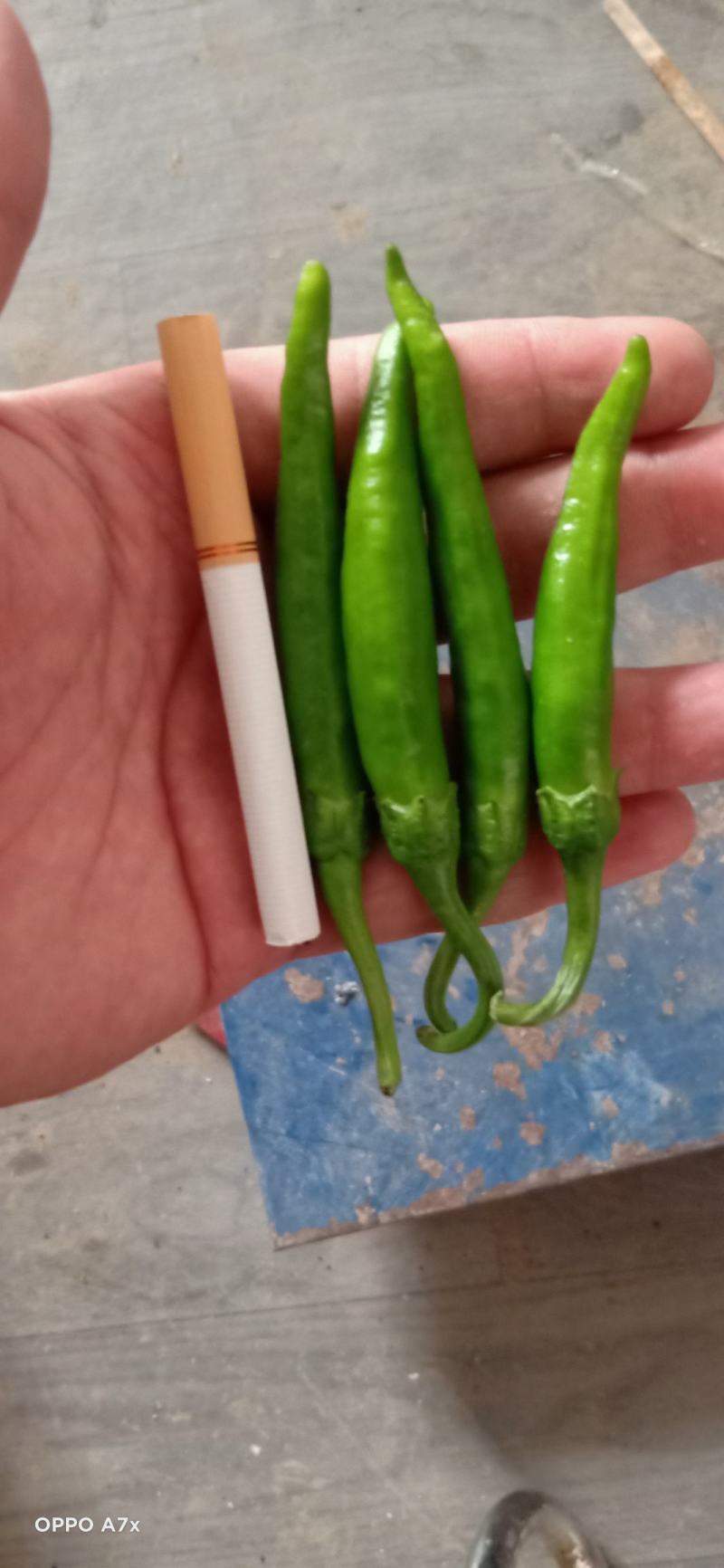 杭椒芜湖椒苏椒山东单县已上市