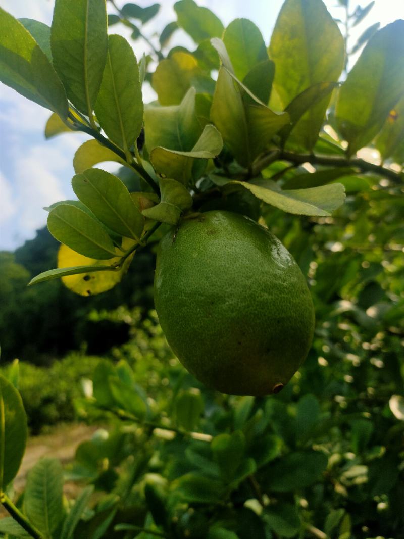 香水柠檬