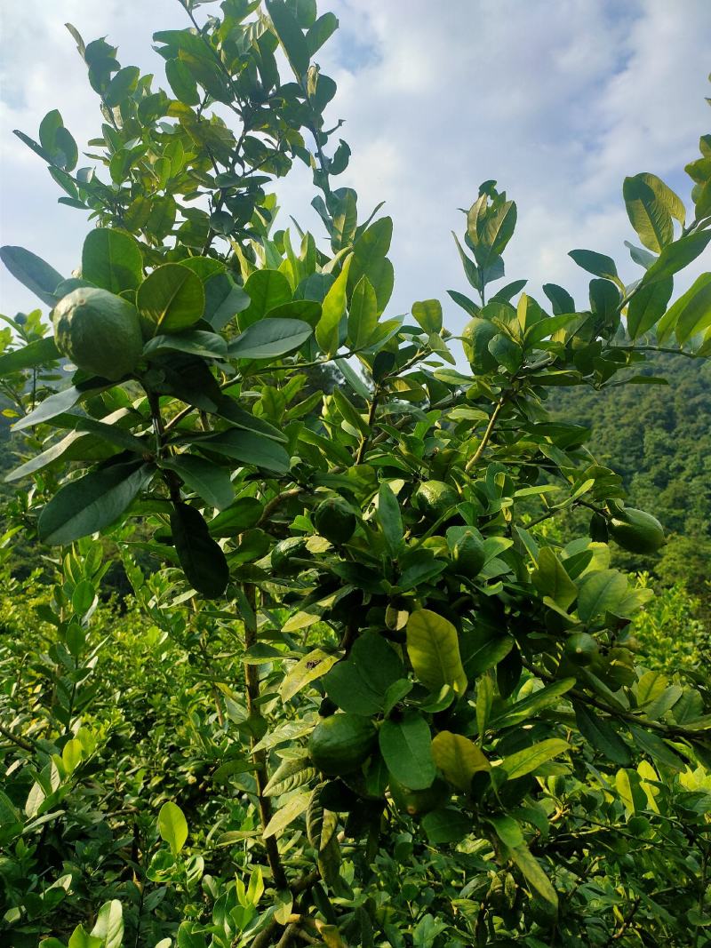 香水柠檬