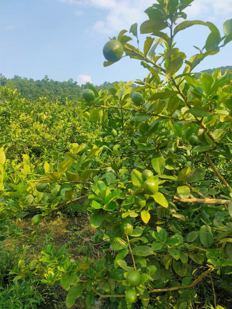 香水柠檬