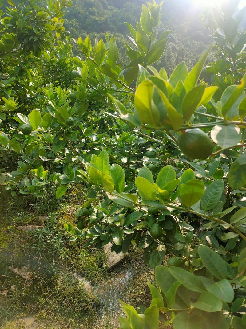 香水柠檬
