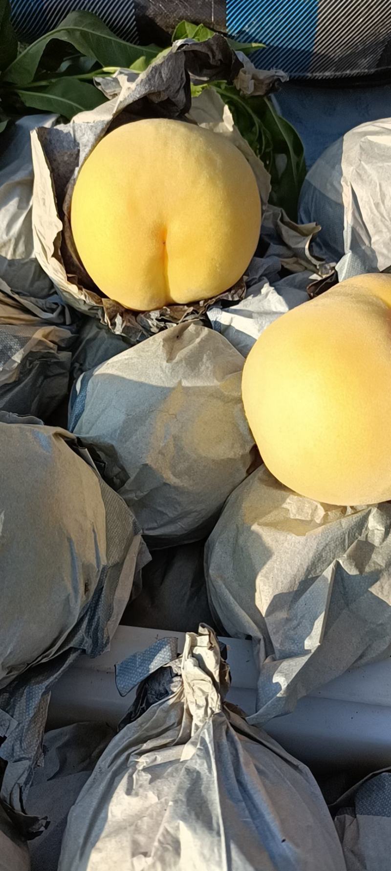 徐州市丰县大沙河百果园水果基地，主营黄金密，金香黄桃