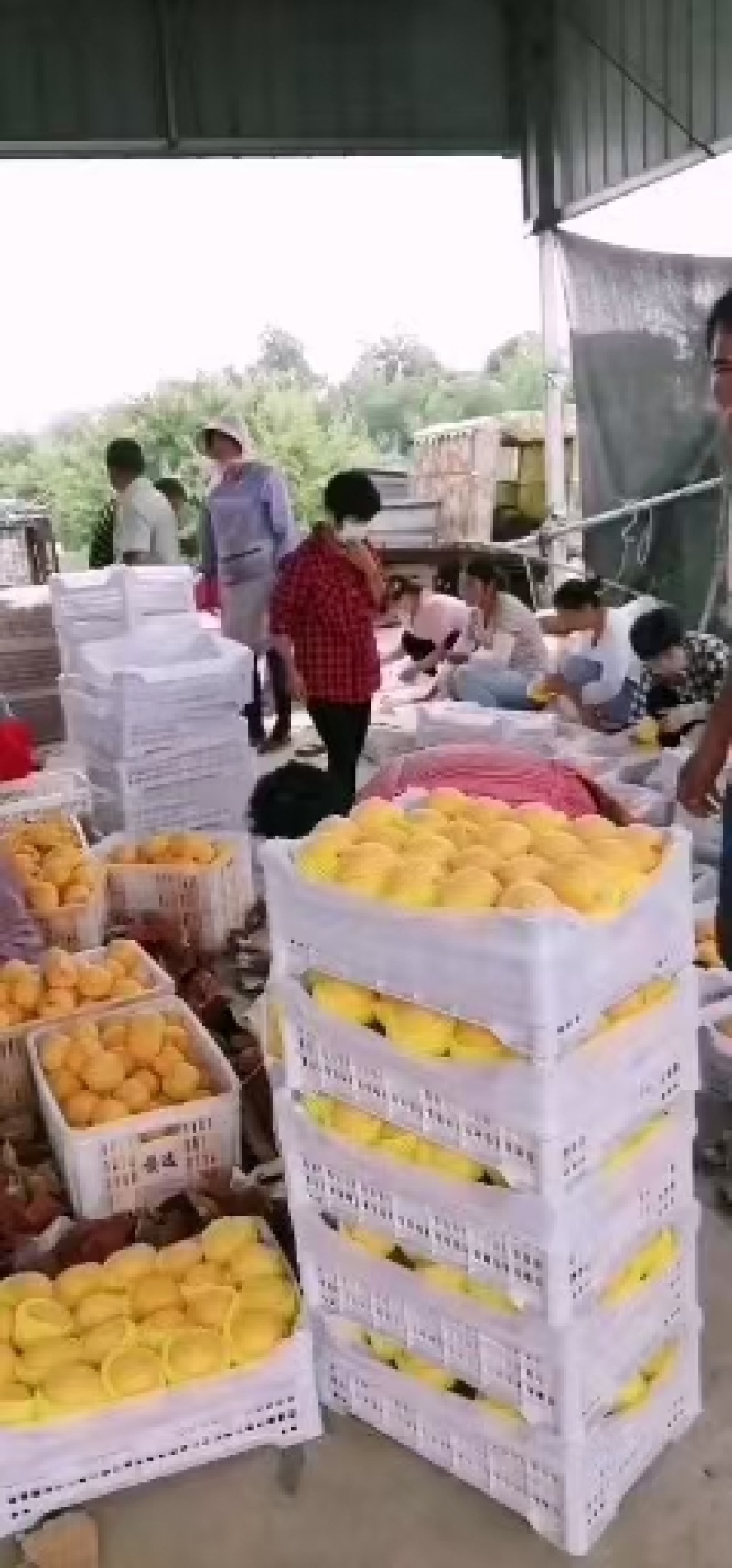 徐州市丰县大沙河百果园水果基地，主营黄金密，金香黄桃