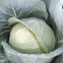 本地甘蓝大量上市。袋装。散装量大