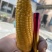 常熟董浜黄金小玉米、袖珍小玉米精品货