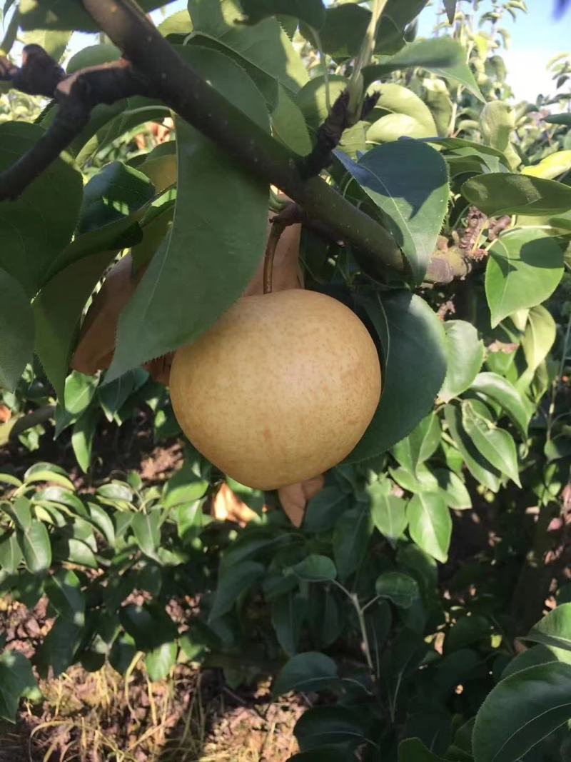 鲜黄梨皮薄汁多化渣主产鲜黄梨，在夏季7_8份开始大