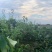 鲜黄梨皮薄汁多化渣主产鲜黄梨，在夏季7_8份开始大