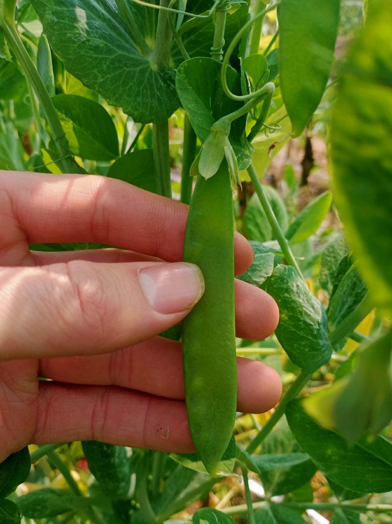 白花双荚荷兰豆种子，抗病，品质优，结荚率高，可回收，