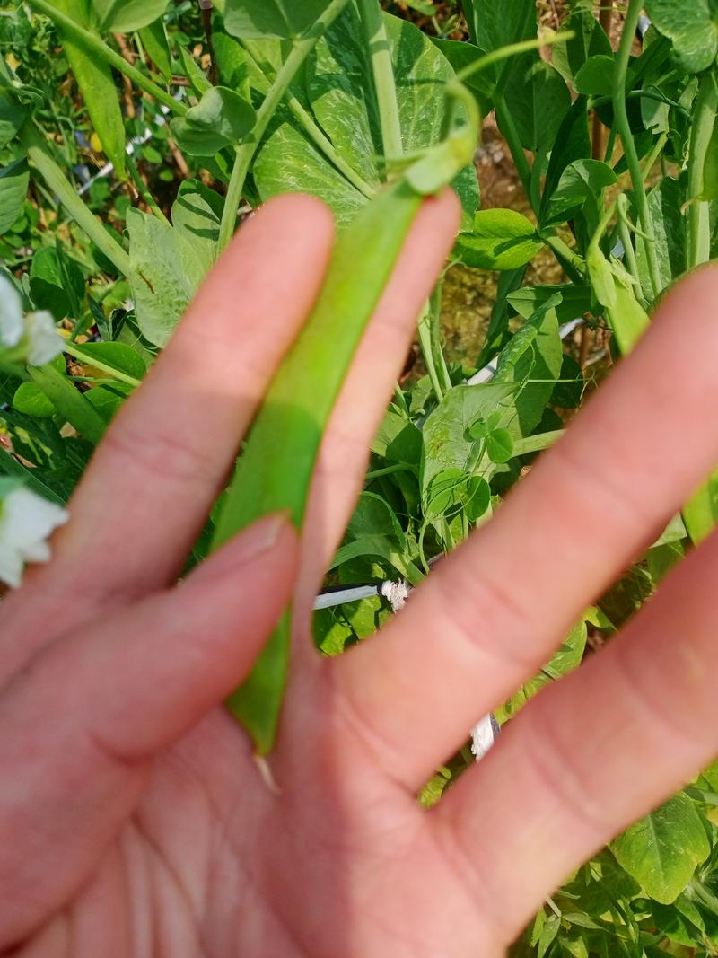 白花双荚荷兰豆种子，抗病，品质优，结荚率高，可回收，