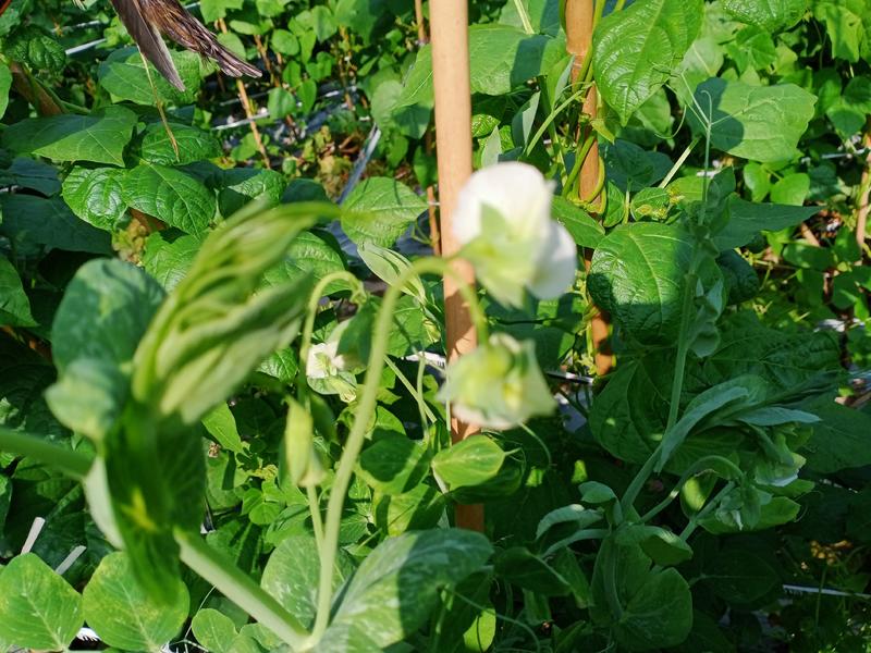 白花双荚荷兰豆种子，抗病，品质优，结荚率高，可回收，