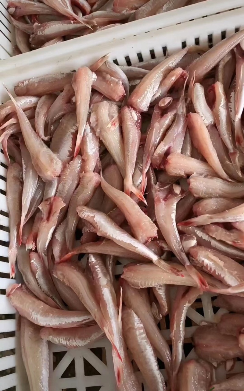 鲜冻红娘鱼肉红头鱼红绣鞋去内脏去头去皮红娘鱼肉食堂餐饮