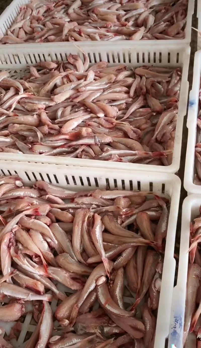 鲜冻红娘鱼肉红头鱼红绣鞋去内脏去头去皮红娘鱼肉食堂餐饮