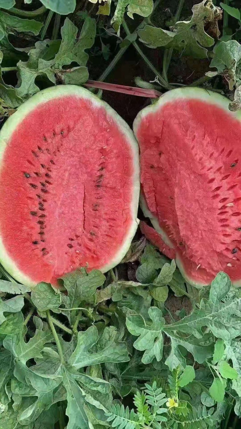 甜王，懒汉
