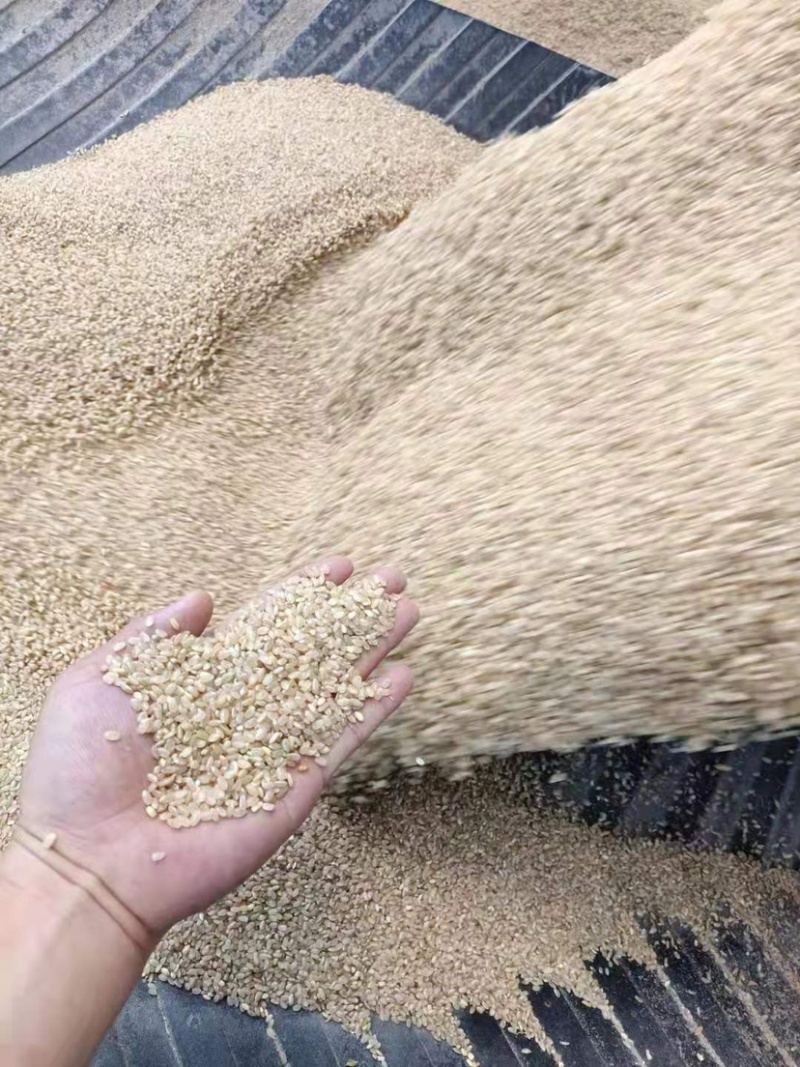 黑龙江地区稻壳大量批发，年产10万吨，需求量大联系