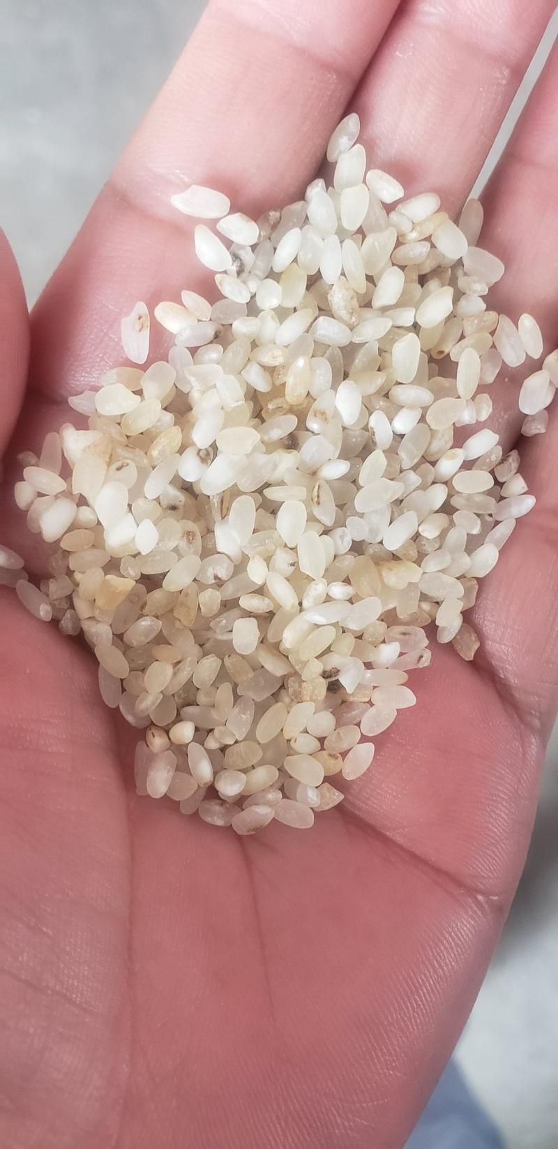 出售各种碎米，酒米，色选米，饲料用米