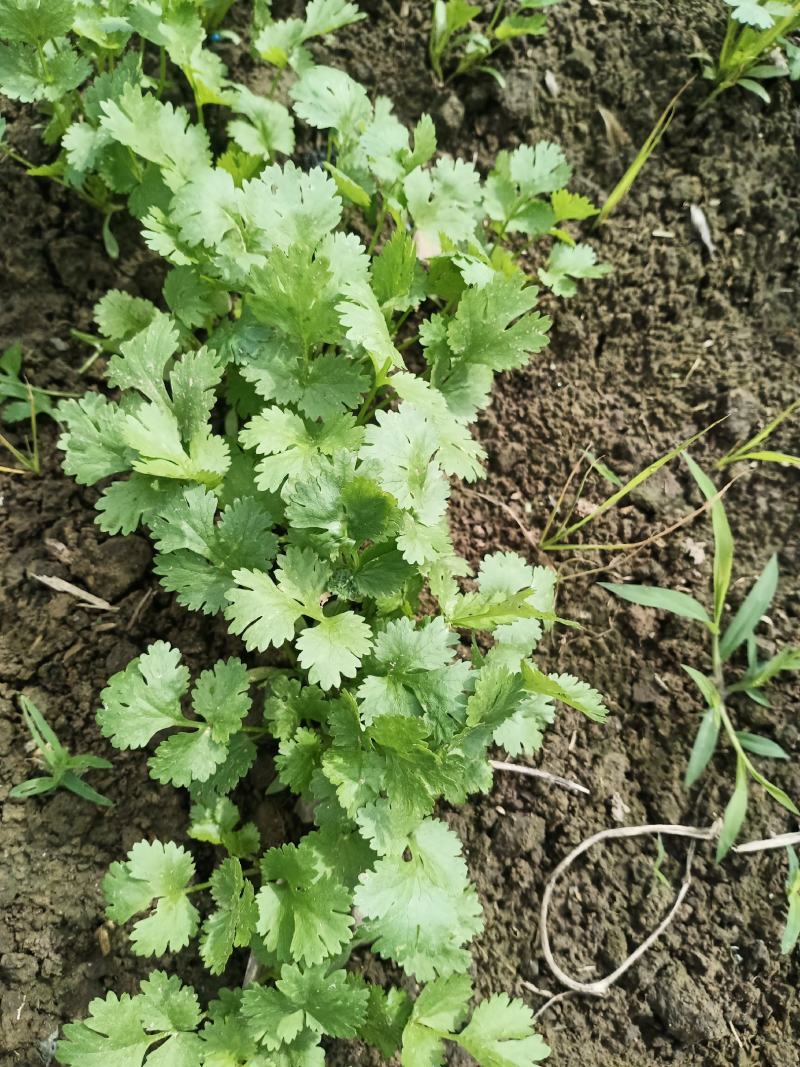 香菜
