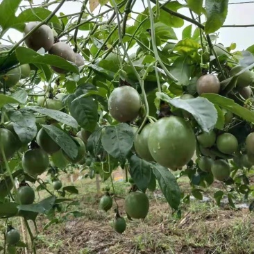 精品百香果适合电商平台及工加优选