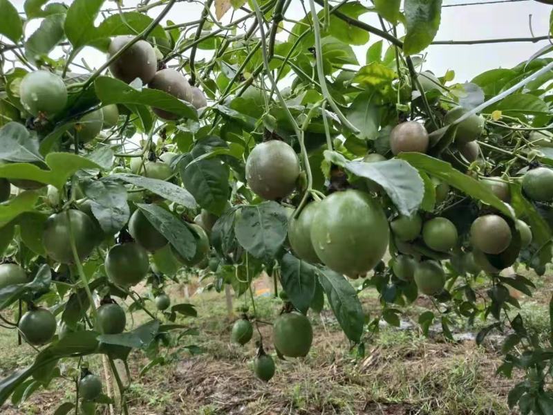 精品百香果适合电商平台及工加优选