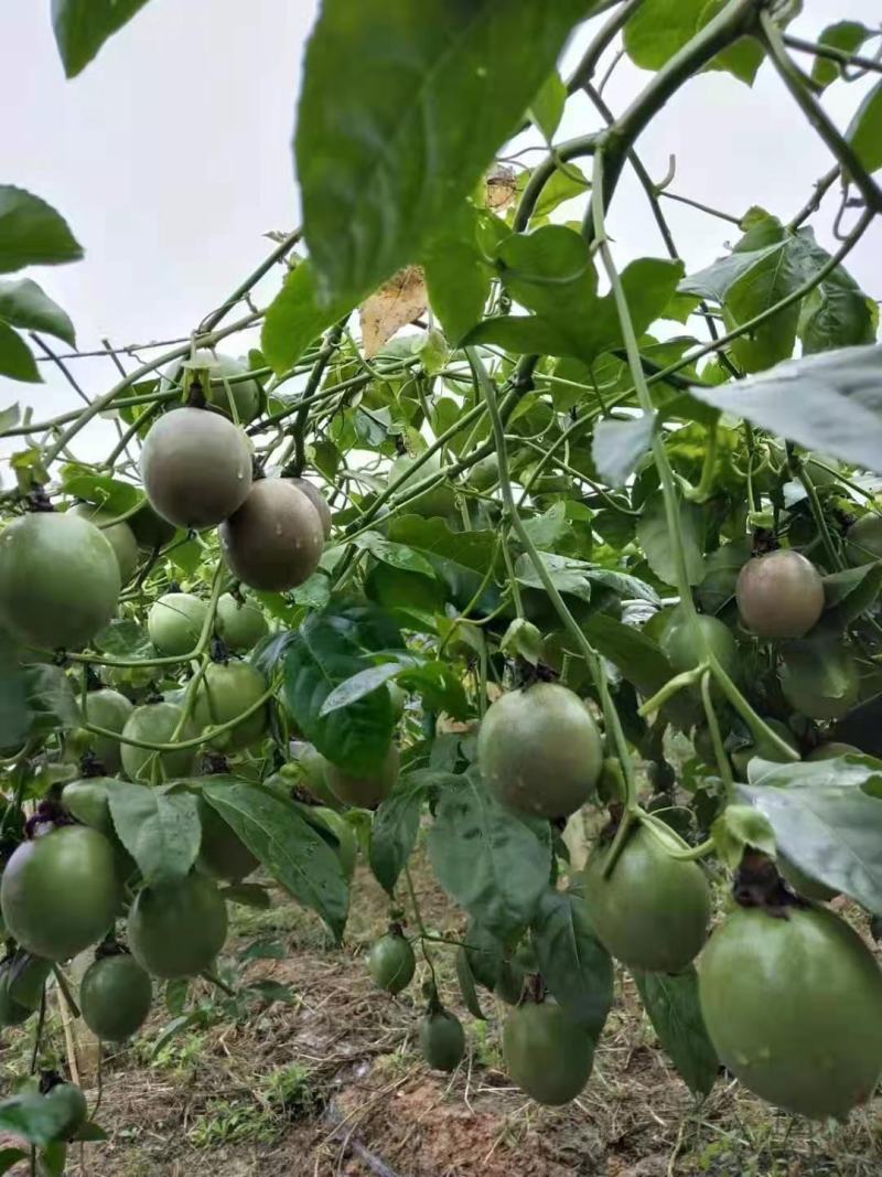 精品百香果适合电商平台及工加优选