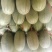 山东潍坊大棚晓蜜25，大棚晓蜜头茬，皮毛靓丽，口感很好！