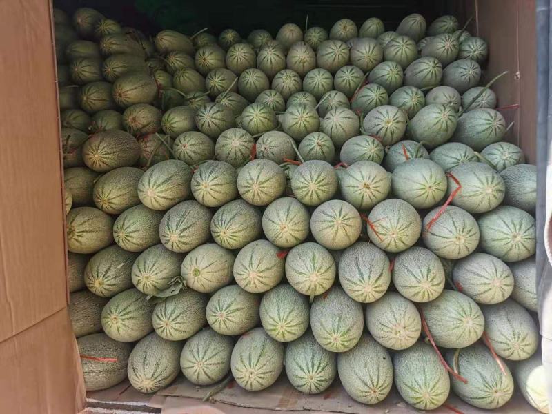山东潍坊大棚晓蜜25，大棚晓蜜头茬，皮毛靓丽，口感很好！