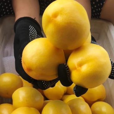 大量油桃6月初下树欢迎老板们联系采购，量大质优