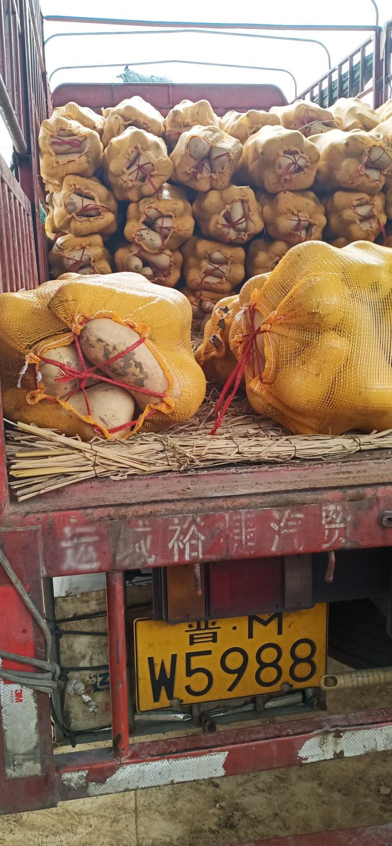 奶油南瓜，平均2—3斤，口感甜面，日供货50吨，可供市场