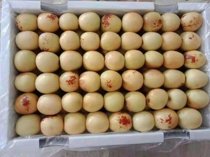 陕西冬枣批发，大荔冬枣基地，优质冬枣产地价格