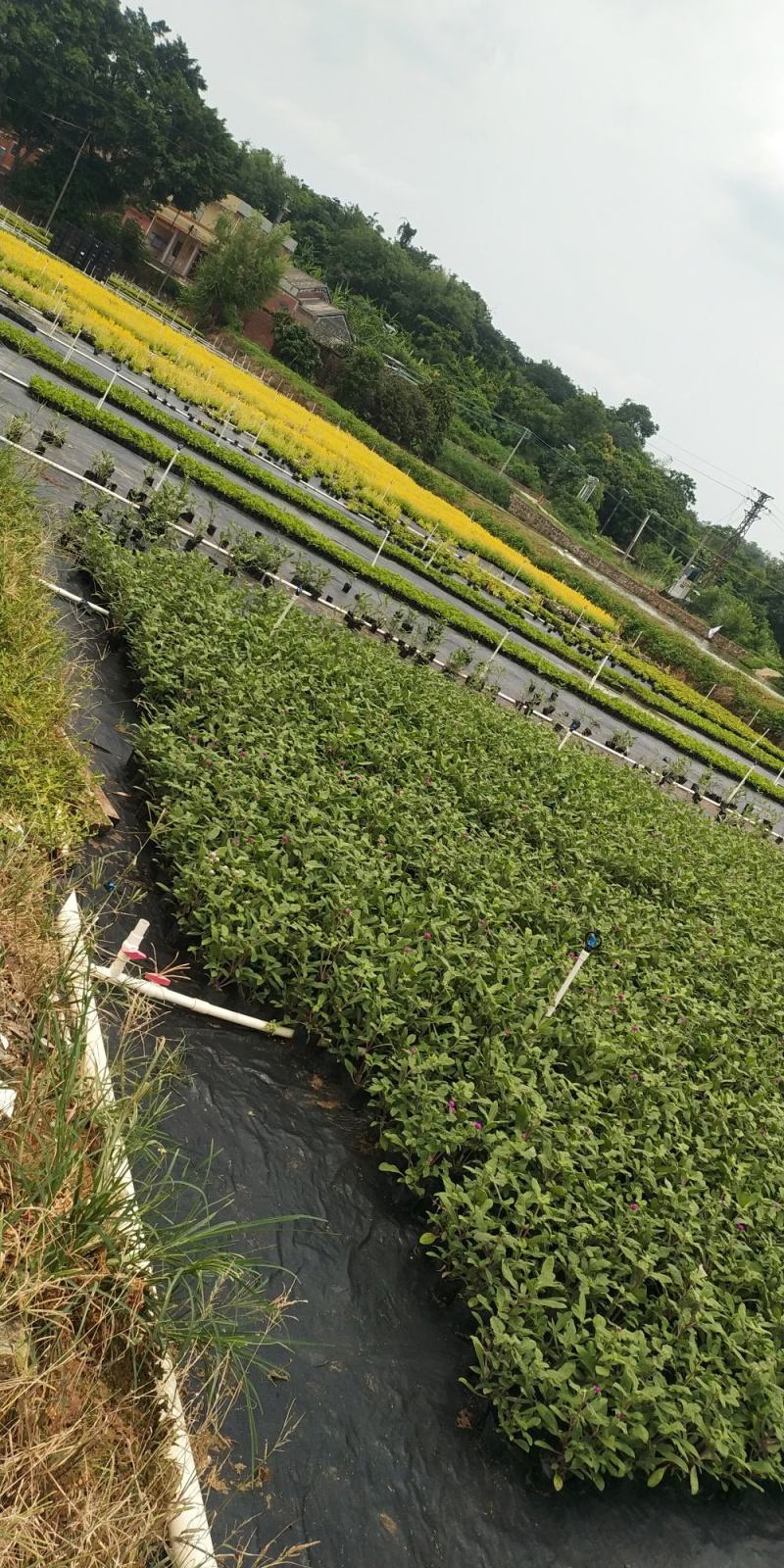 千日红，初花千日红，泥炭土种植，高度冠幅属实，少量千日粉