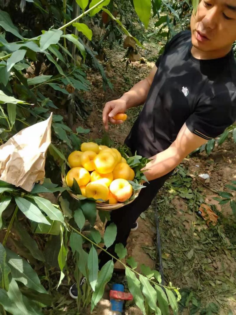 油蟠7号基地批发，油蟠9号桃批发，纸袋油蟠桃基地价格