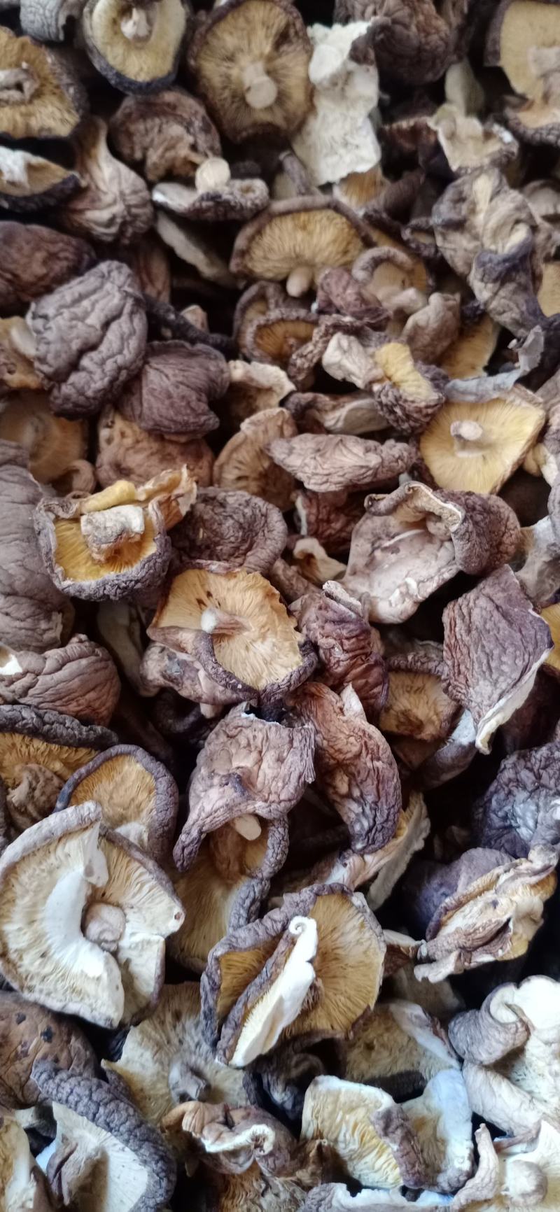 大片菜菇小薄菇碎片香菇餐饮包子饺子馅料食材干净无杂无菇脚