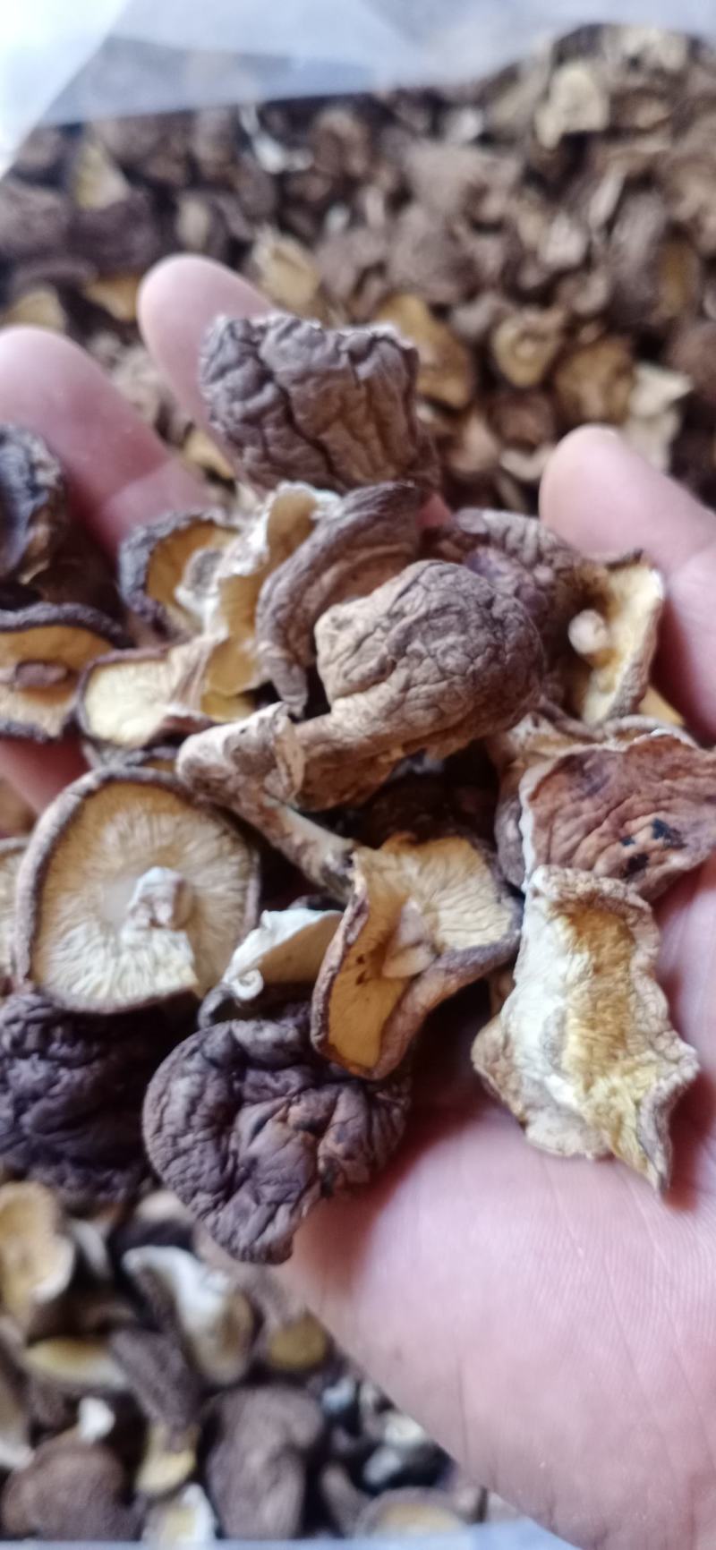 大片菜菇小薄菇碎片香菇餐饮包子饺子馅料食材干净无杂无菇脚