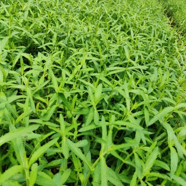 马鞭草