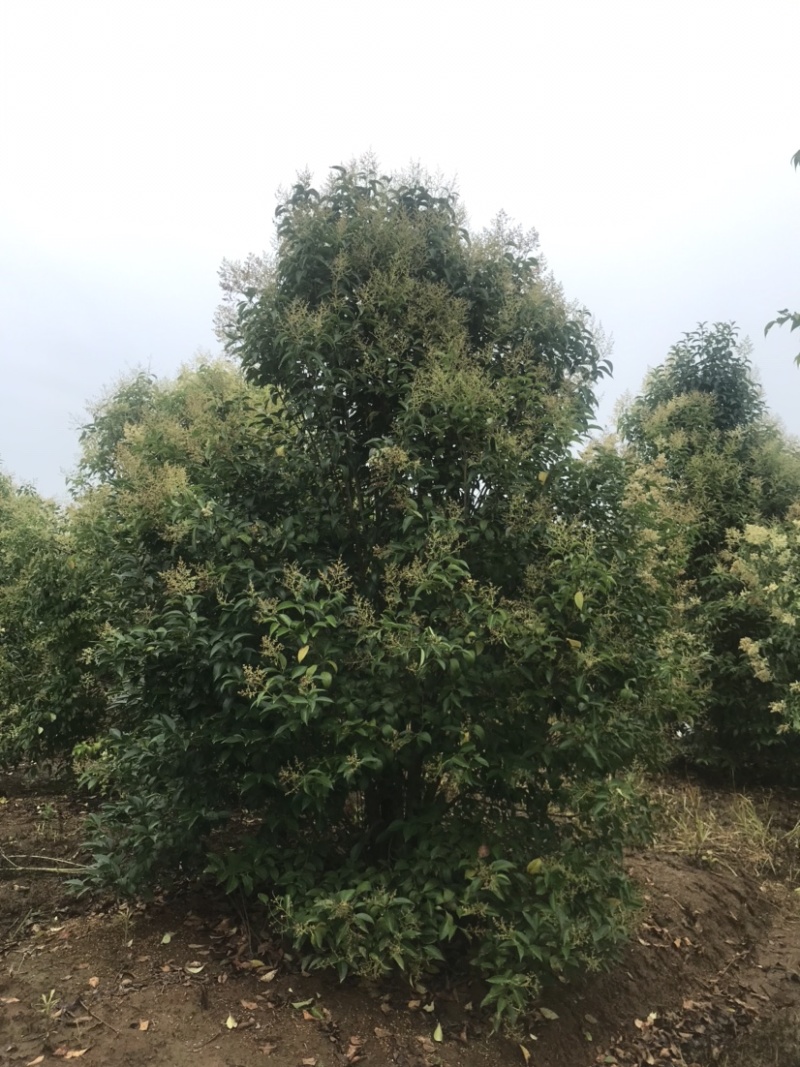 大叶女贞苗圃出售2到20公分精品工程苗量大从优