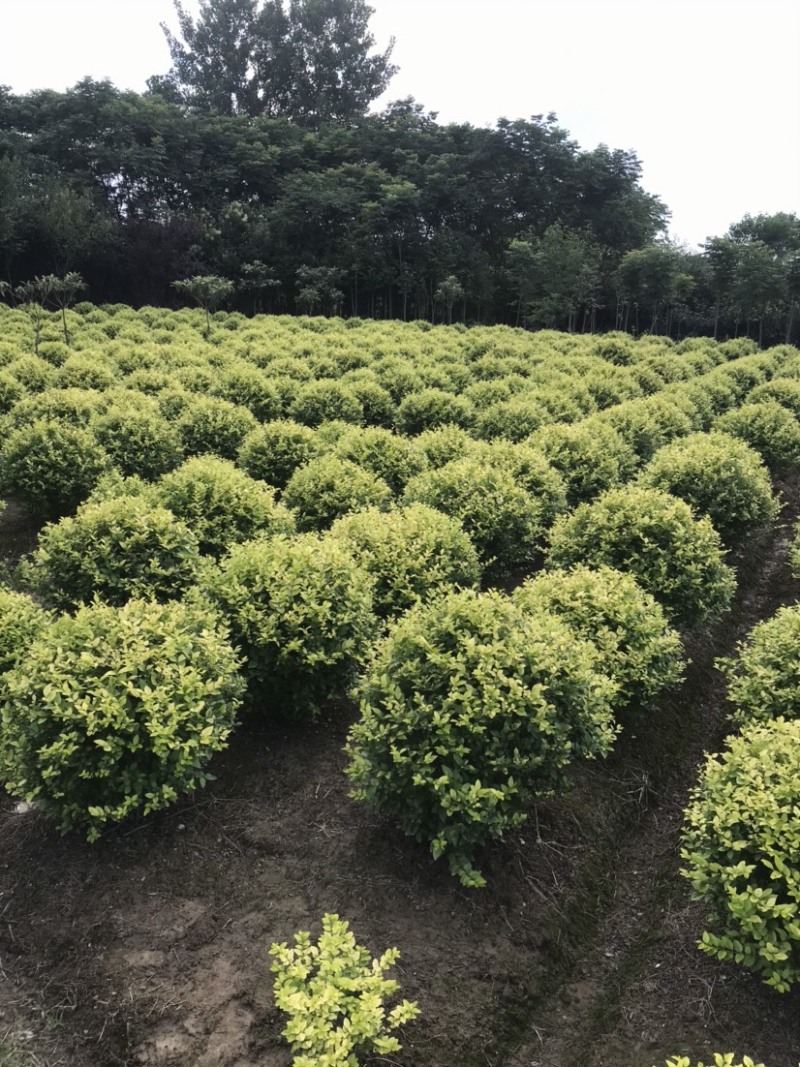 大叶女贞苗圃出售2到20公分精品工程苗量大从优