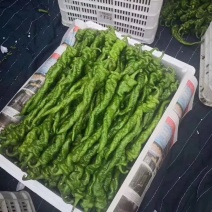 陕西辣椒，螺丝椒，牛角椒等鲜辣椒产地直供，支持视频看货