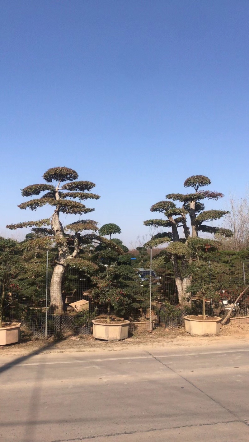 红花继木球